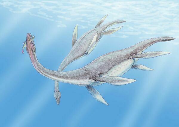 An artist's reconstruction of a pair of Plesiosaurs.  By Dmitry Bogdanov